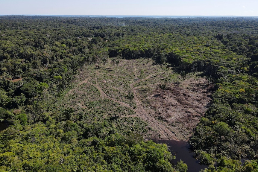 A deforested plot of the Amazon rainforest in Manaus, Amazonas State, Brazil 