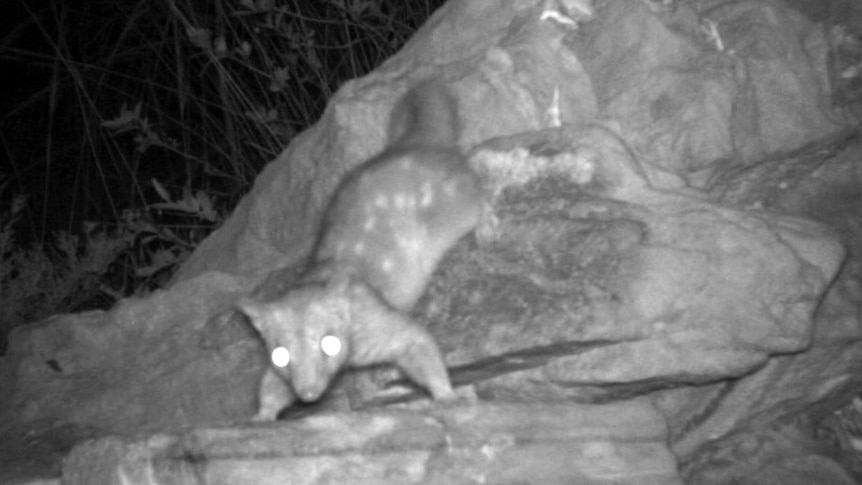 A northern quoll caught on a hidden camera on Chambers Island off the Kimberley coast.