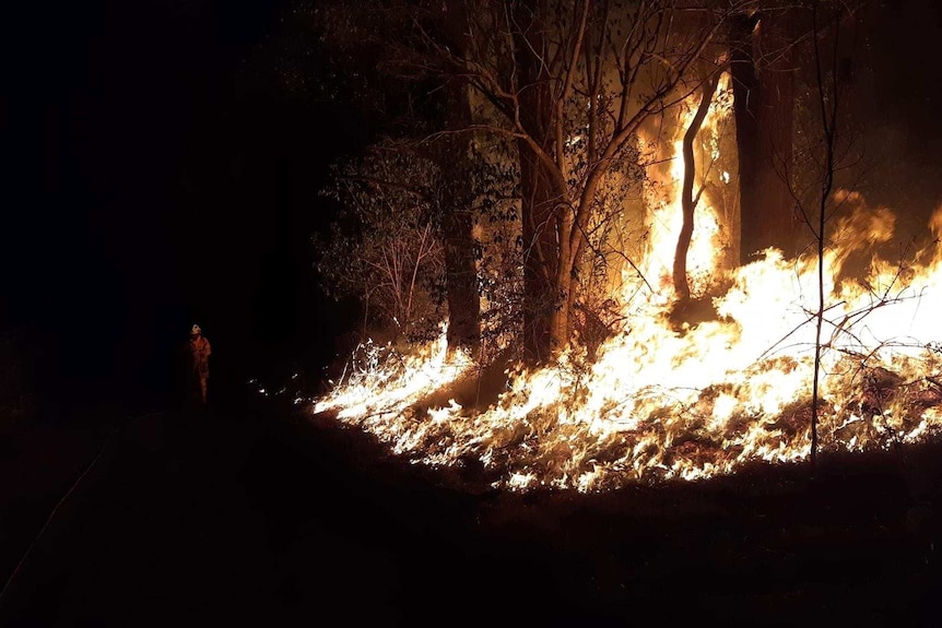 A firefighter tires to put out a blaze in bush near Cambooya during the night.