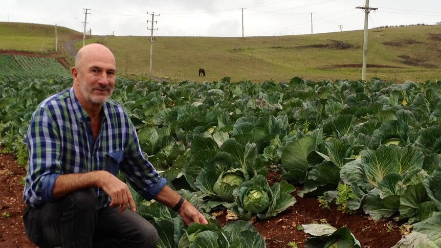 Tasmanian vegetable farmer Mike Badcock in a cabbage field