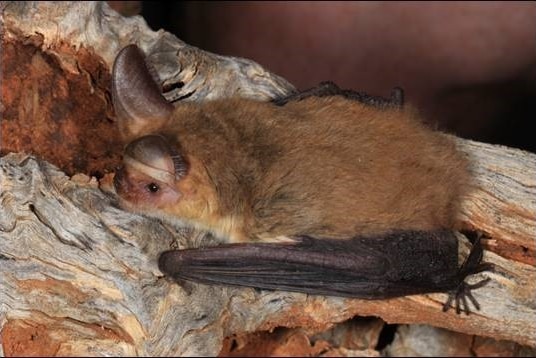 A tiny bat curled up on a log