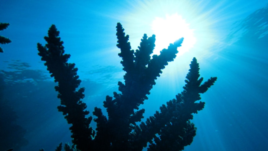 Silhouetted coral against the ocean surface