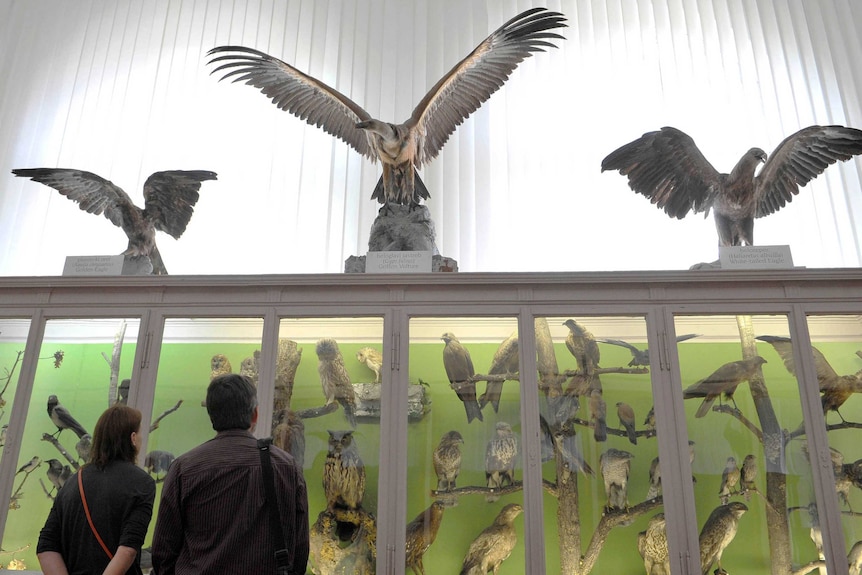 Bird taxidermy in the Natural History Museum in Ljubljana