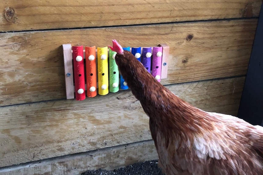 Cluckingham Palace has a xylophone for the chickens to play