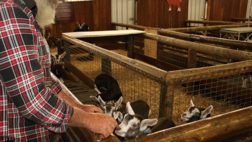 Quairading farmer Wayne Lightbody tends to some baby goats in a pen at the Perth Royal Show.