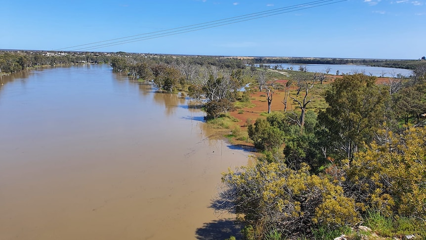 The River Murray, with brown blue water reflecting the blue sky, with nearby trees soaked with water
