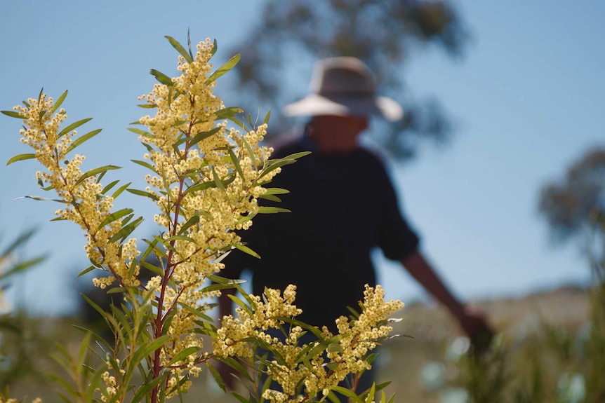 A wattle in bloom in the foreground while a man walks behind on the property