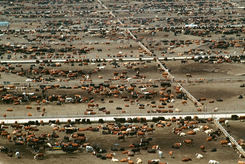 Masses of cattle on dry ground.