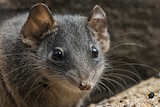 Small brown and grey marsupial with large eyes and eyes
