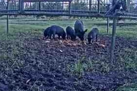 Capture d'écran d'un film de cochons en train de manger alors qu'un piège circulaire en métal est suspendu au-dessus d'eux