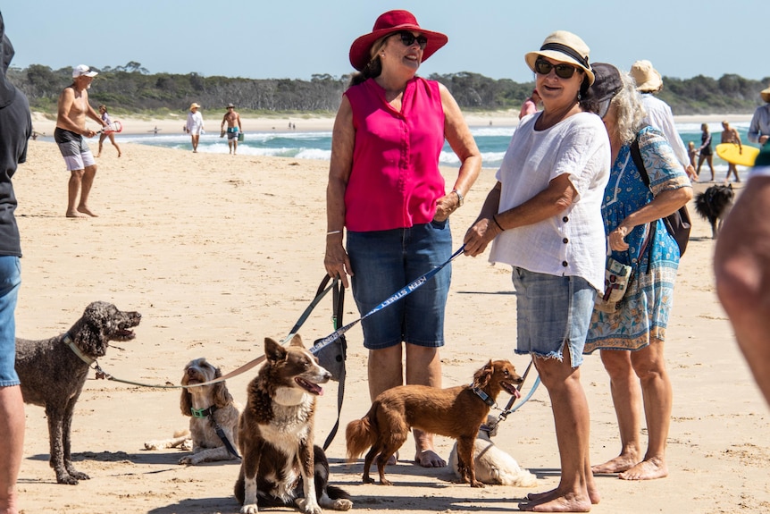 People standing with their dogs on a beach
