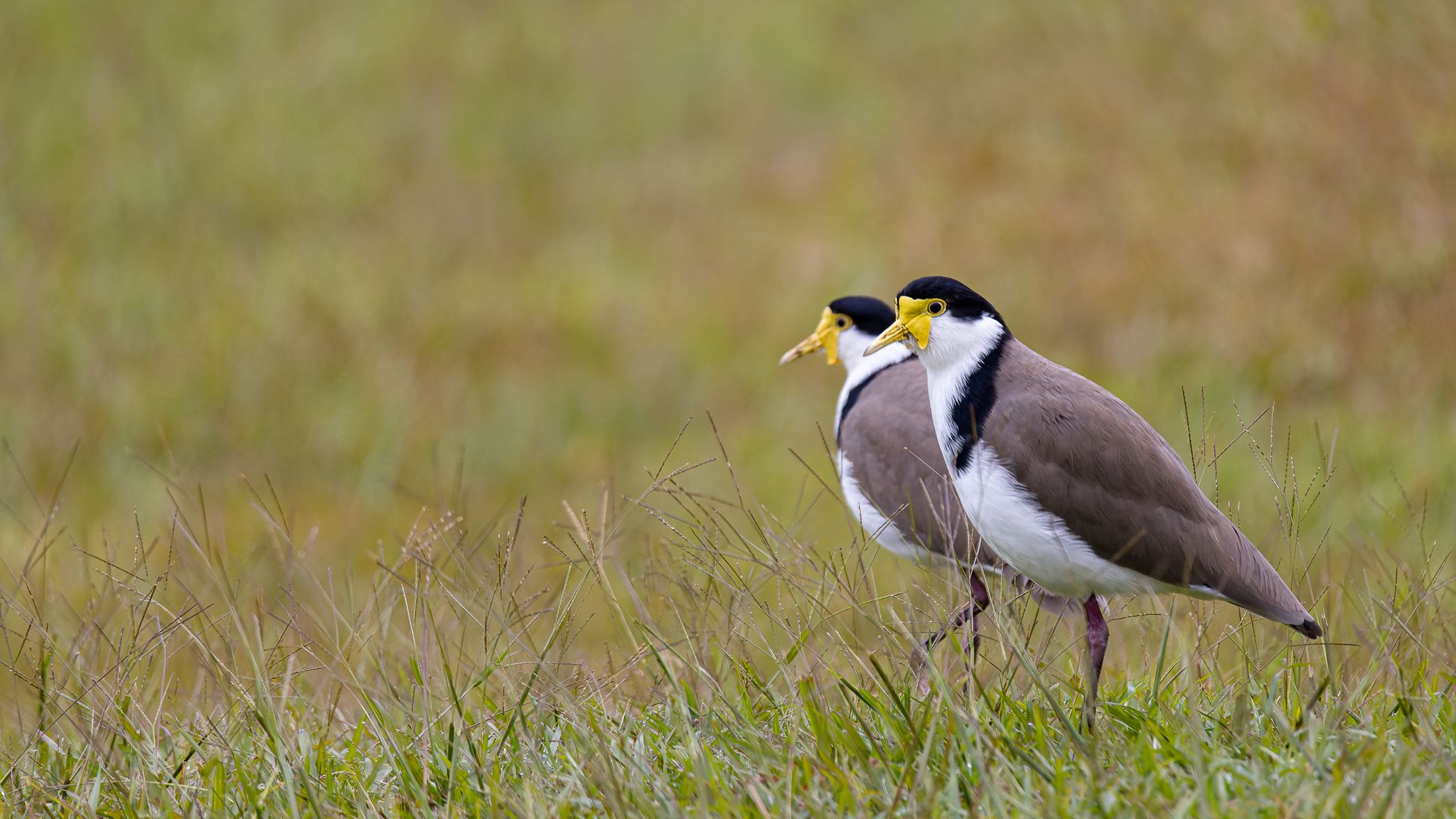 Two masked lapwing birds with yellow faces and grey, white and black bodies standing together on grass. 
