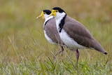 Two masked lapwing birds with yellow faces and grey, white and black bodies standing together on grass. 