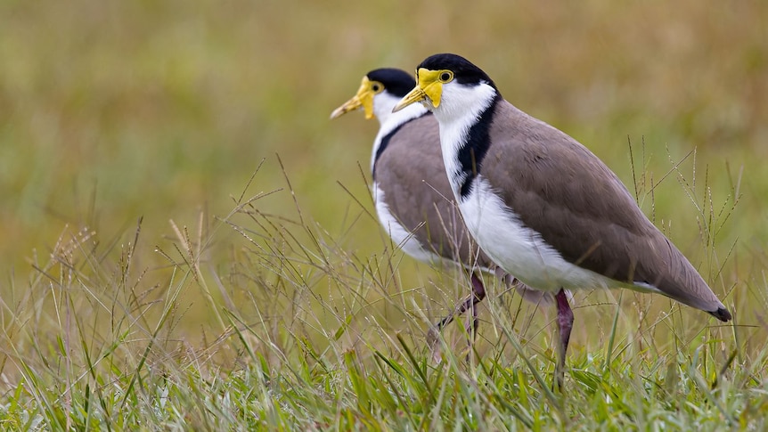 Two masked lapwing birds with yellow faces and grey, white and black bodies standing together on grass. 