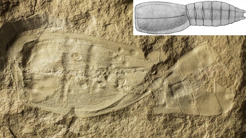 The 500 million-year-old fossil of a vetulicolian discovered on Kangaroo Island has unlocked links to human evolution.