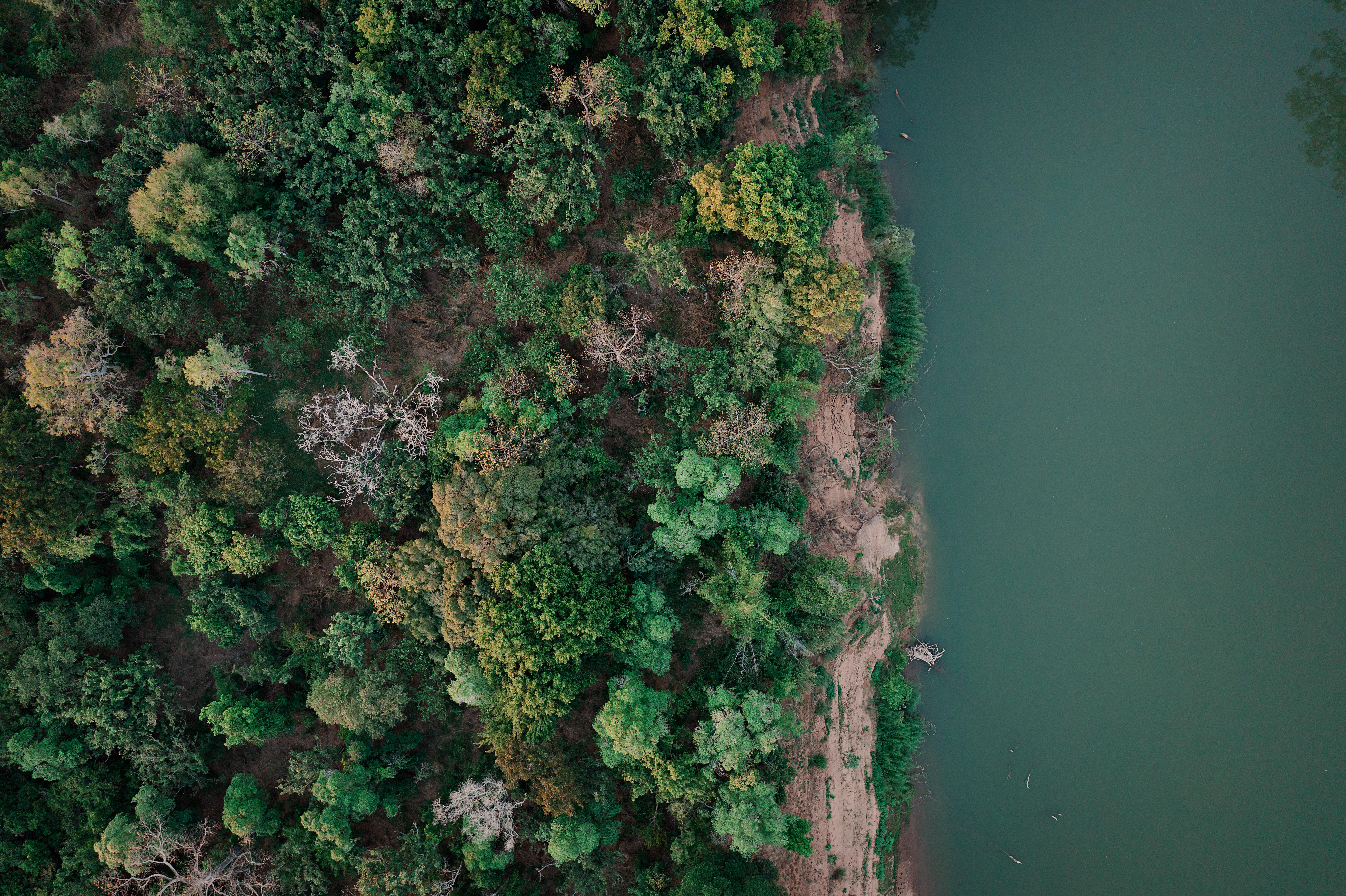 The daly River and some trees. 