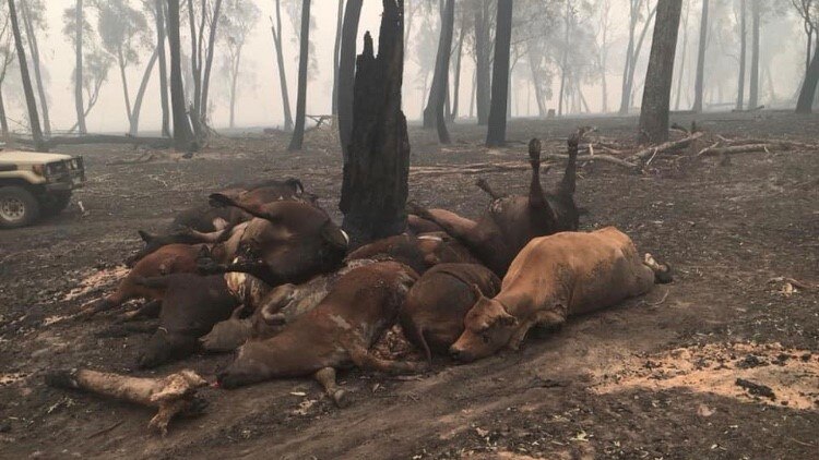 Cattle killed in the bushfires in Northern Victoria lie under a tree