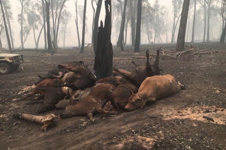 Cattle killed in the bushfires in Northern Victoria lie under a tree