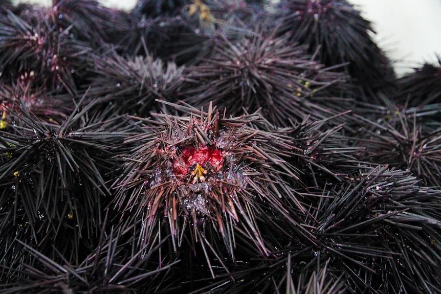 A group of sea urchins, one with its red teeth sticking out.