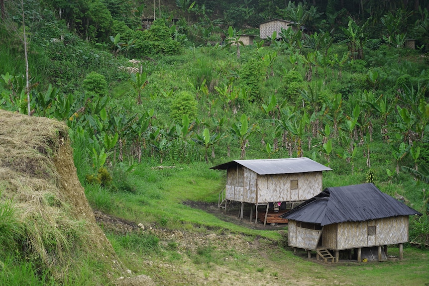 Two wooden hut-style houses on stilts surrounded by lush green rainforest