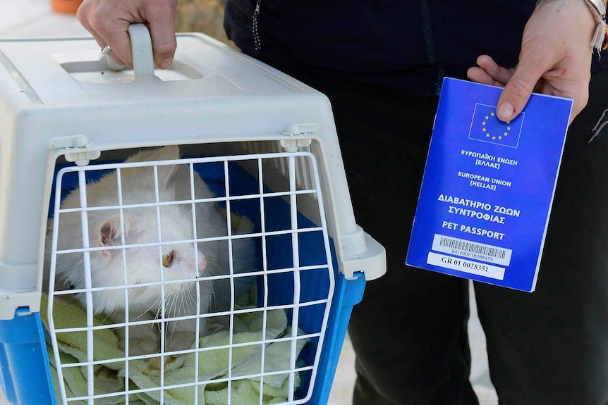 Kunkush with its passport.