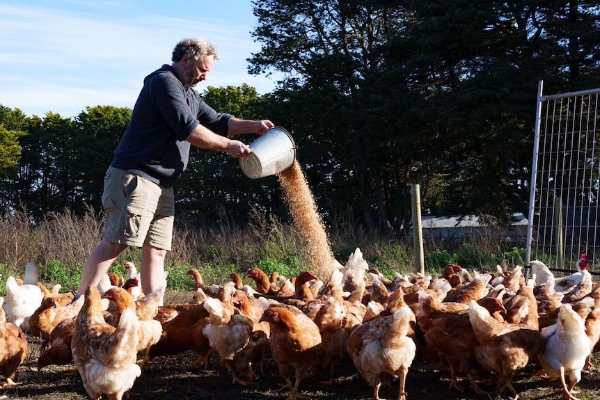 Justin throws a bucket of feed onto the ground to feed chickens that are running around his feet on a sunny blue sky day.