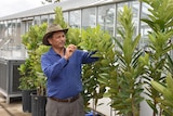 A man wearing a blue shirt and a hat inspects the leaves of a tree, there are several potted trees around him. 