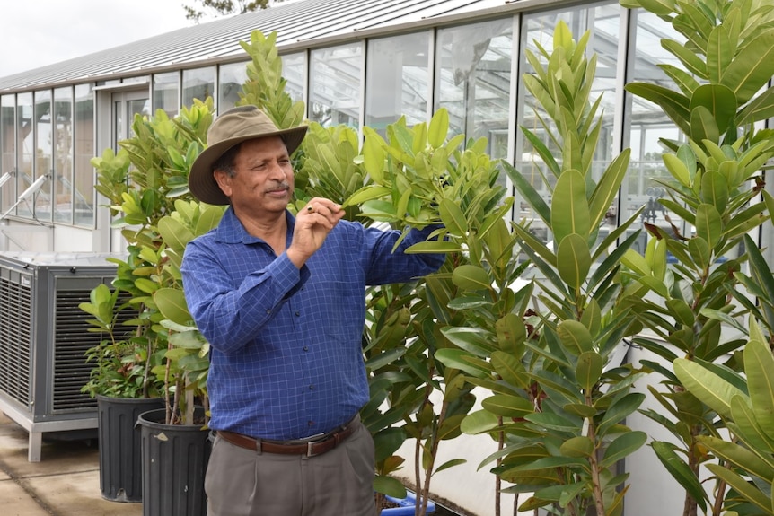 A man wearing a blue shirt and a hat inspects the leaves of a tree, there are several potted trees around him. 