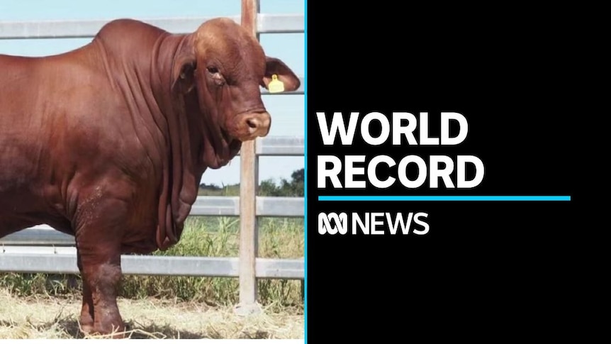 World record price for Droughtmaster bull - ABC News