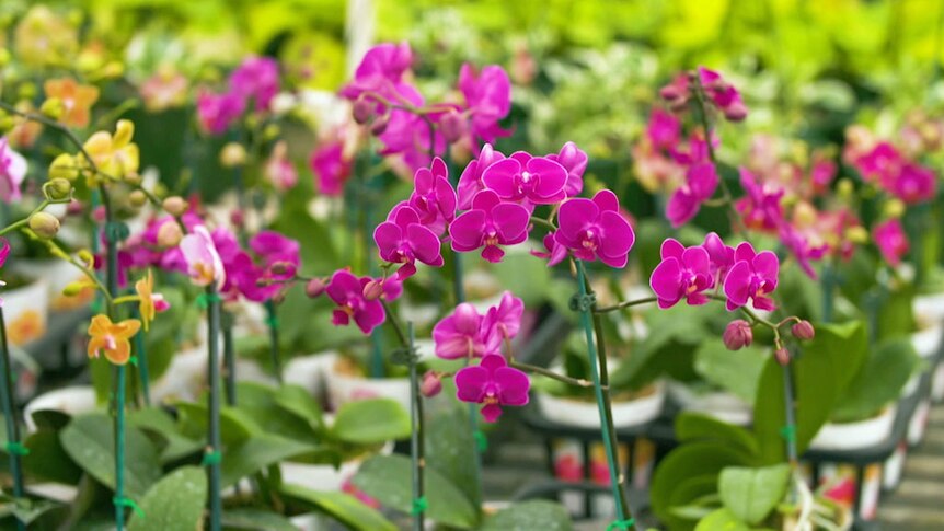 Bright pink-coloured orchids growing in pots in a nursery