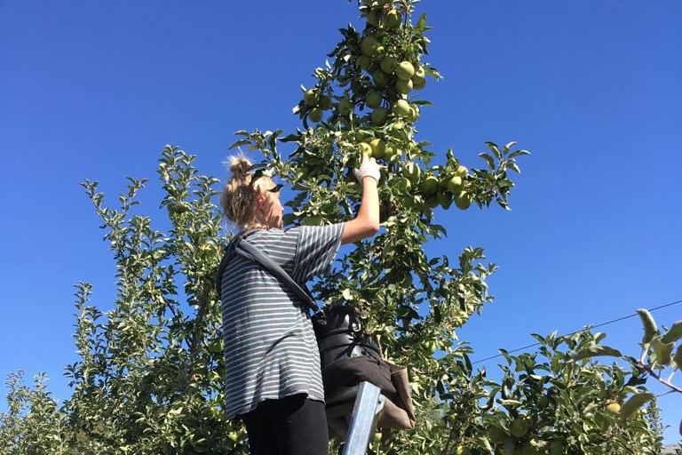 Melina Adolphs picking apples on a ladder