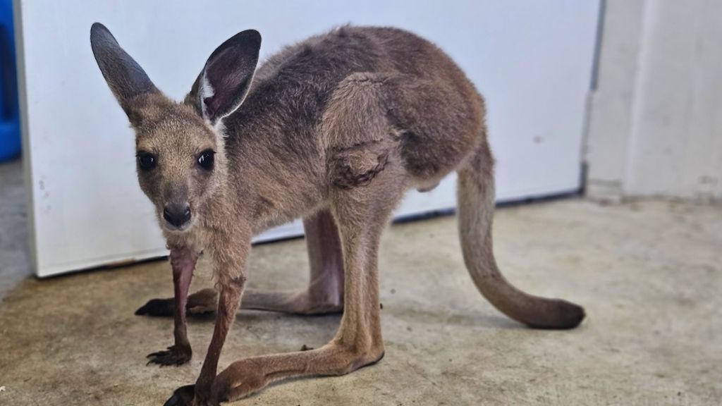 Orphaned eastern grey kangaroo joey fitted with prosthetic after losing  part of tail near Mackay - ABC News