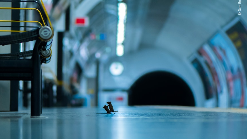 Two tiny mice fighting on London Underground.