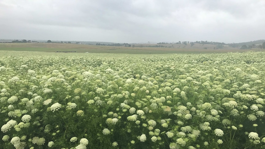 Carrot seed crop