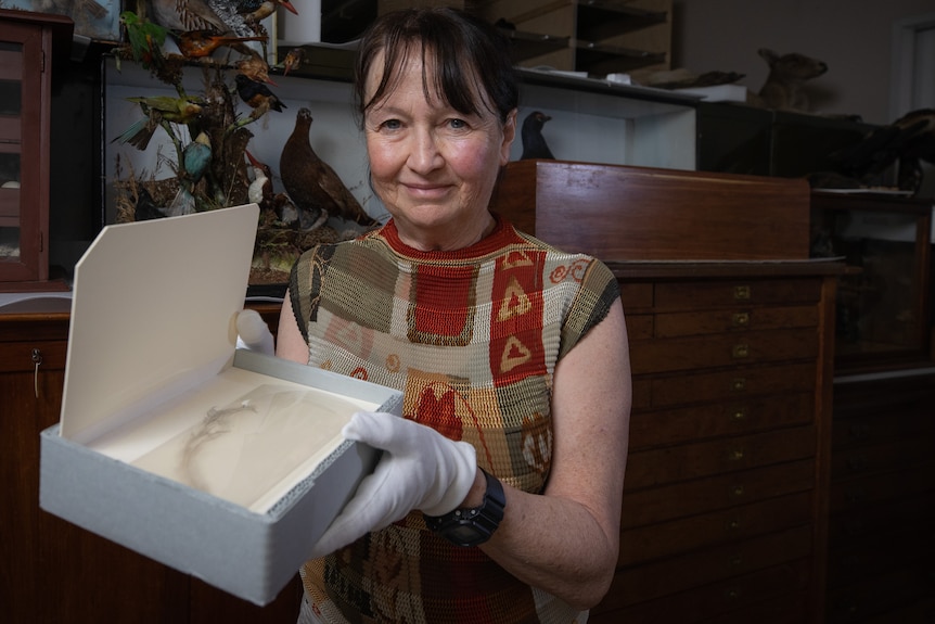 Curator of a museum holding a rare feather