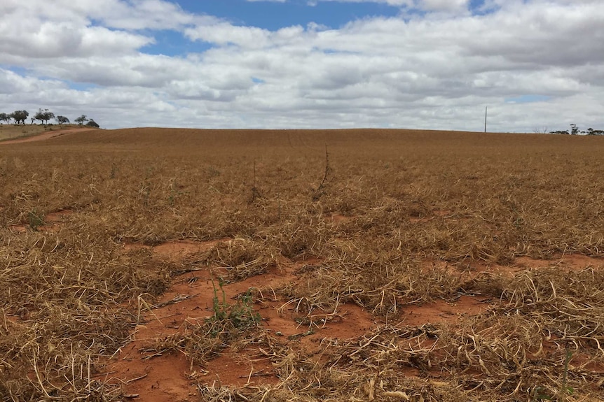 Flattened pea crop from hail damage. Peas are scattered on the ground.