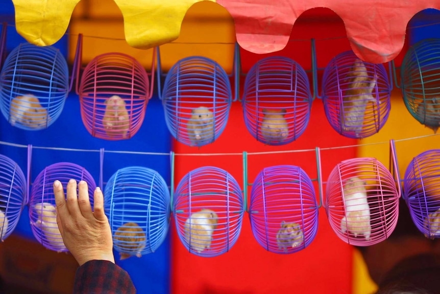 A woman buys a hamster at a fair in Beijing