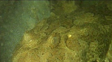 Scientists thought the dwarf-like shark was a juvenile ornate wobbegong.