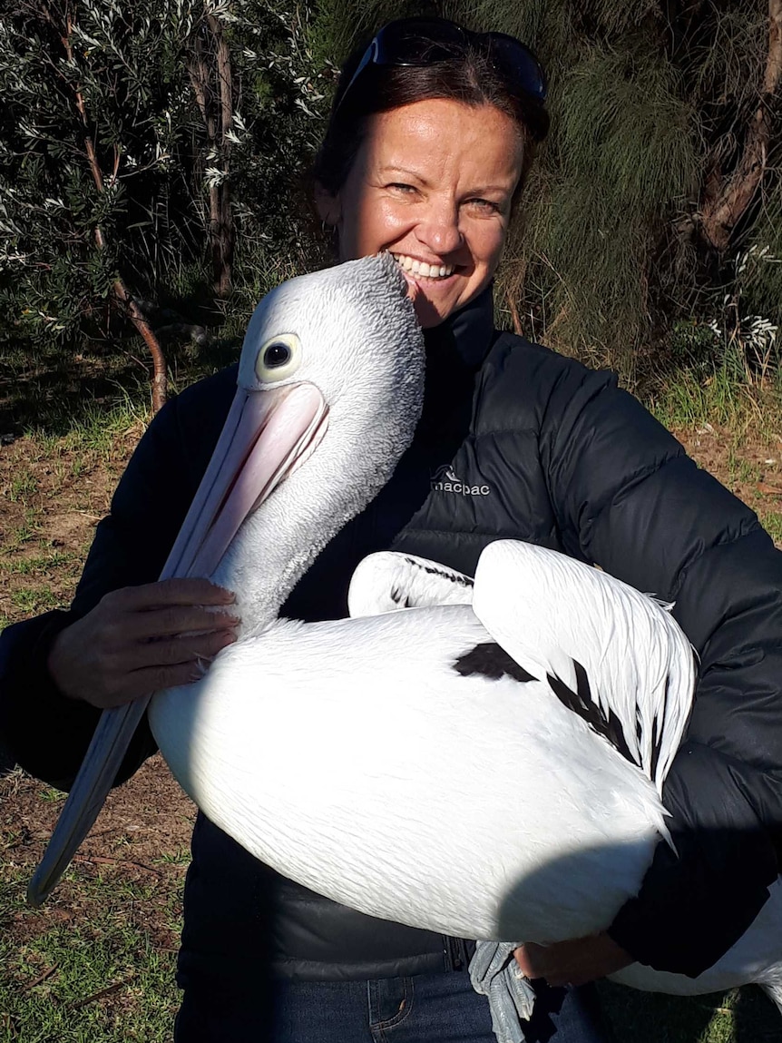 A woman holding a pelican in her arms, to put a band on it.