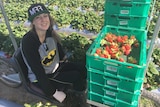 Kajsa Holmbom posing with her strawberry picking cart.