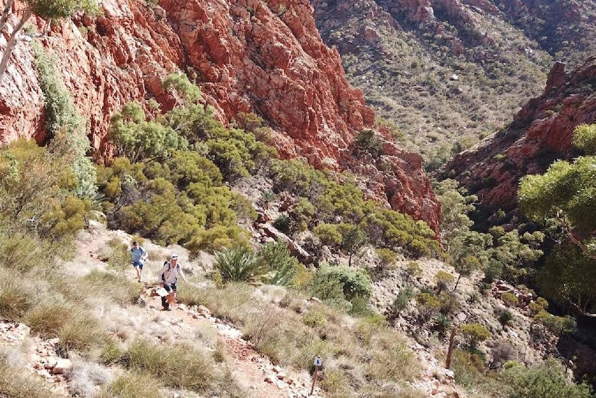 Small runner on outback hills 