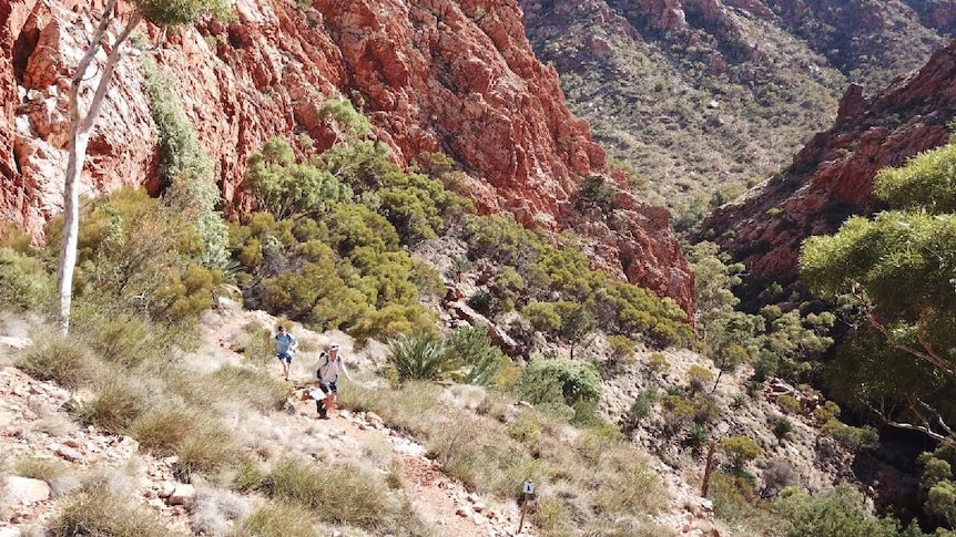 Small runner on outback hills 