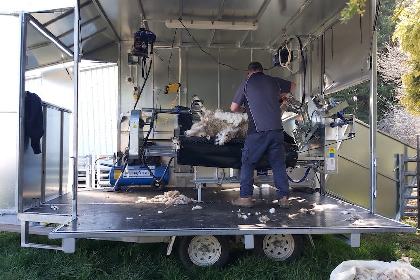 a man shears a sheep on a platform at waist height inside a trailer 