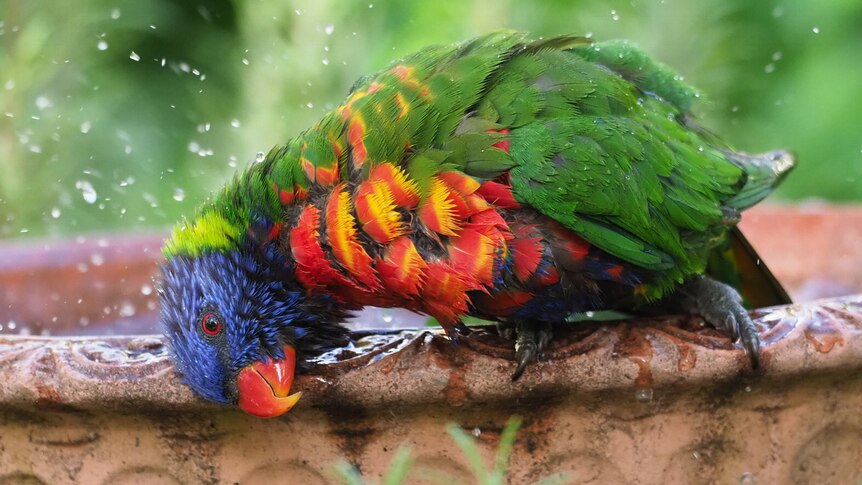 A rainbow lorikeet shook the water from its feathers.