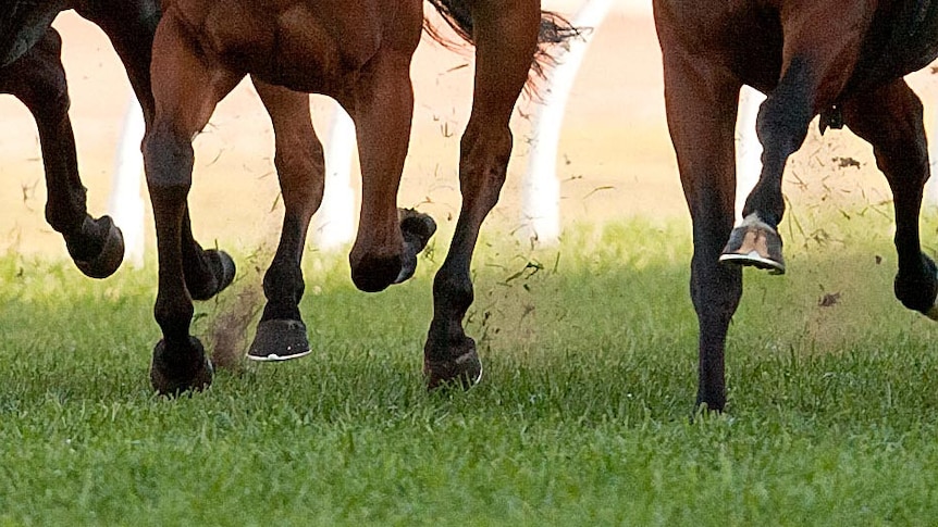 Horses race down the main straight of a race track.