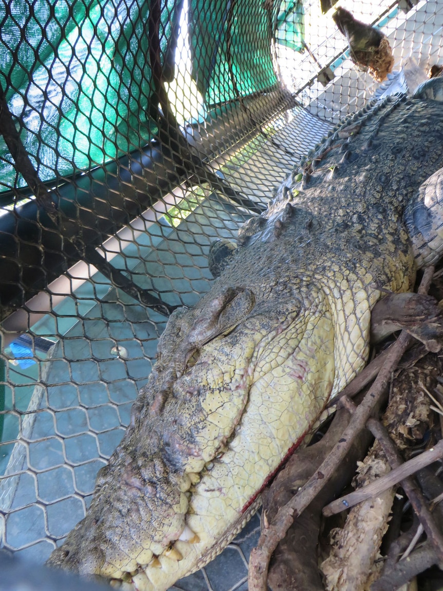 4.2 metre saltwater crocodile caught by rangers at Haughton River boat ramp at Giru