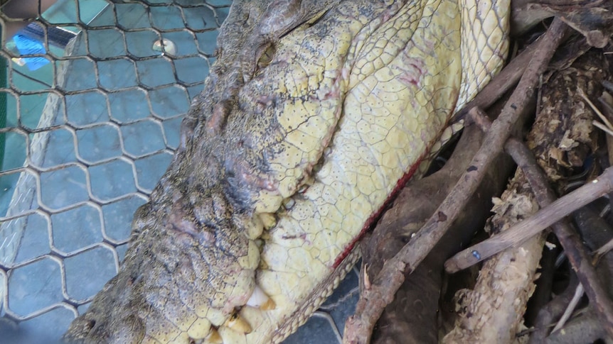 4.2 metre saltwater crocodile caught by rangers at Haughton River boat ramp at Giru