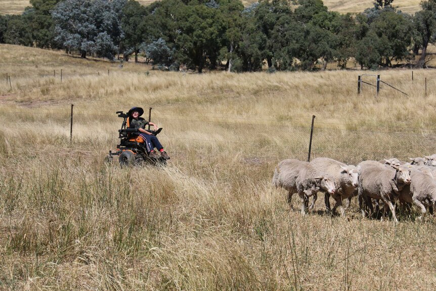 Lucas smiles while driving his wheelchair behind sheep.
