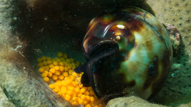 A black cowrie with eggs at Port Noarlunga.