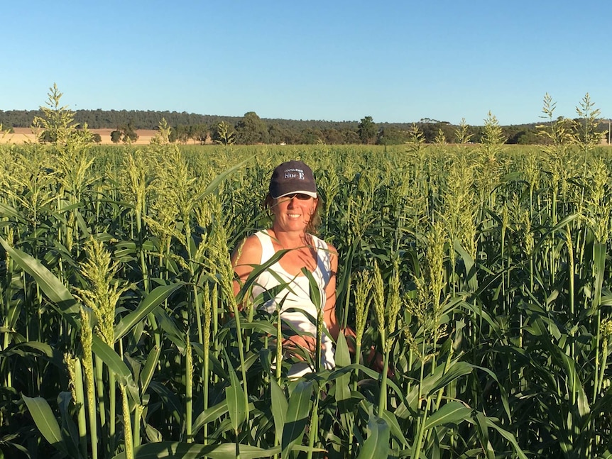 Lou Clemson standing a paddock of sweet Sudan feed sorghum